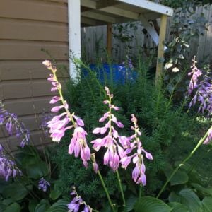 Meet your Posher, Cheryle